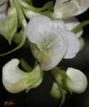 White Wild Flower 2004